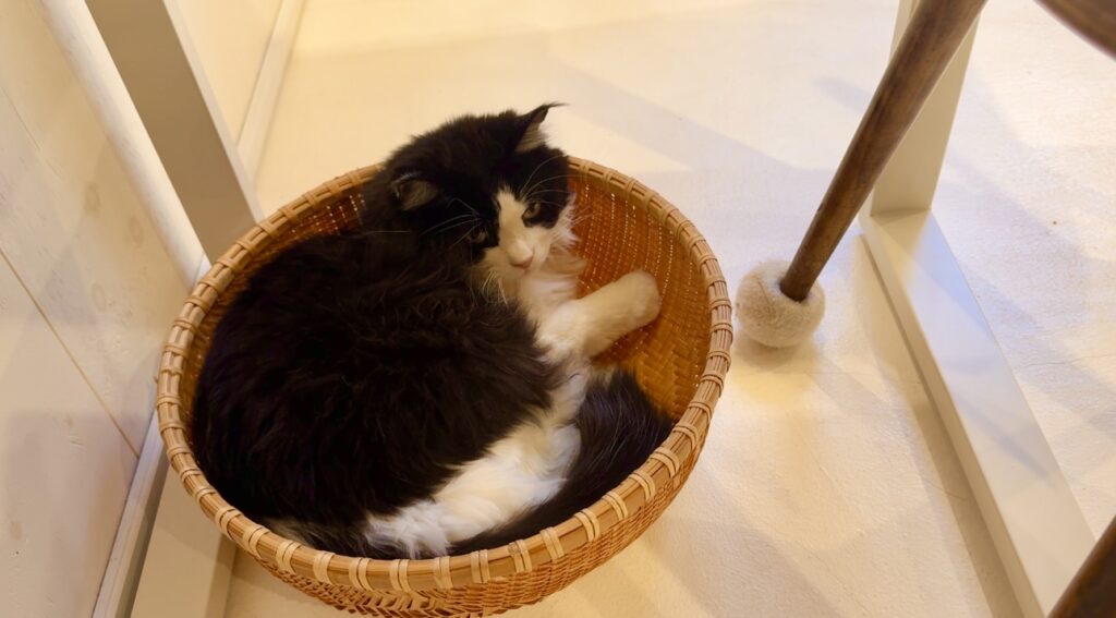 だんで茶屋　紹介写真5